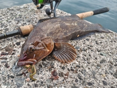 アイナメの釣果