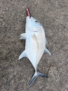 ロウニンアジの釣果