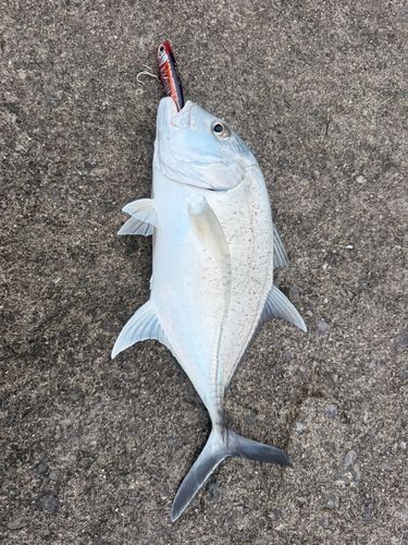 ロウニンアジの釣果