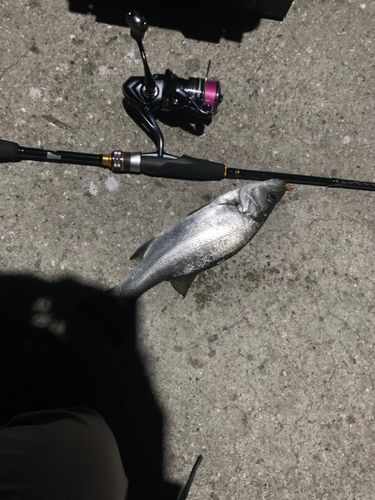 ヒラスズキの釣果