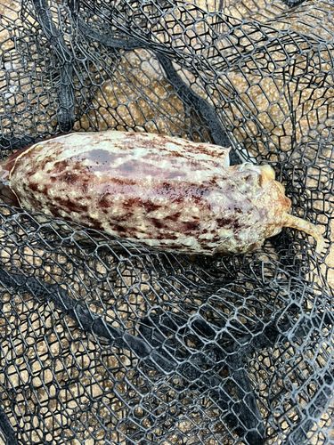 コウイカの釣果