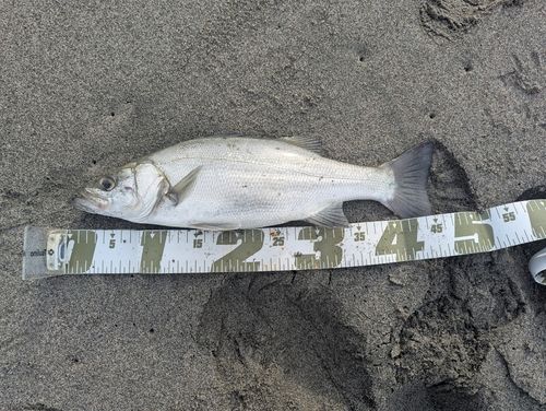 セイゴ（ヒラスズキ）の釣果