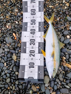 ヒラマサの釣果