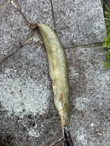ナマズの釣果