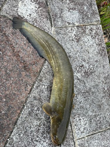 ナマズの釣果