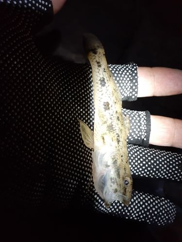 ウロハゼの釣果