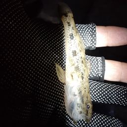 ウロハゼ