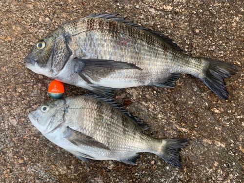 チヌの釣果