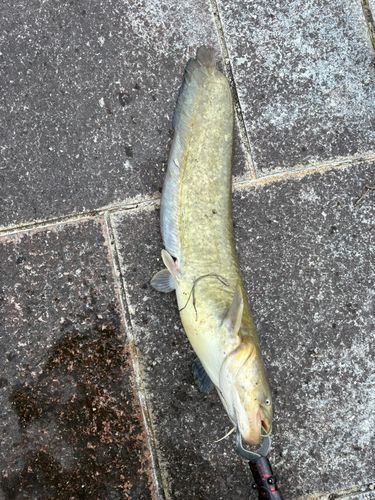 ナマズの釣果