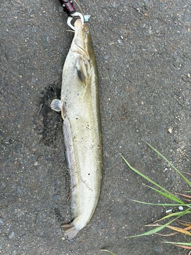 ナマズの釣果