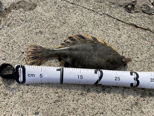 トウガレイの釣果