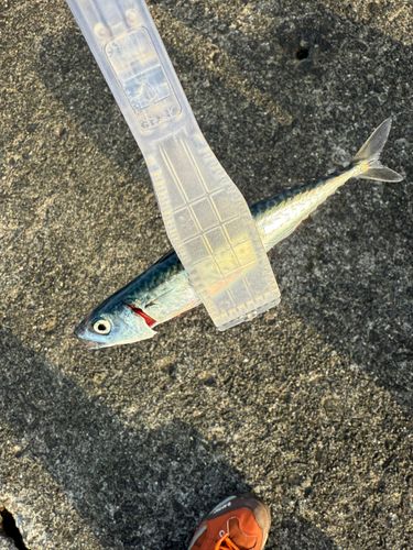 サバの釣果
