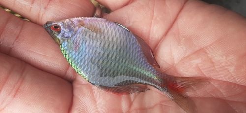 タイリクバラタナゴの釣果