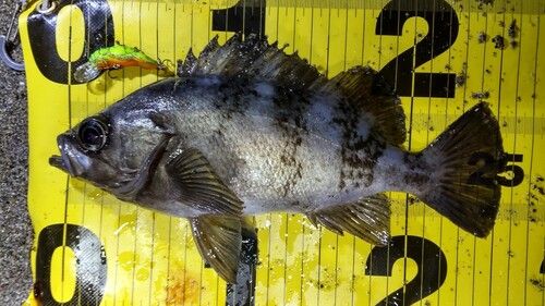 メバルの釣果