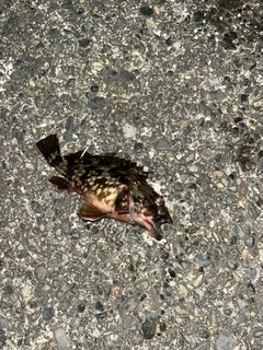 カサゴの釣果