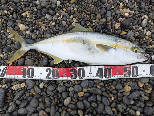 ヒラマサの釣果