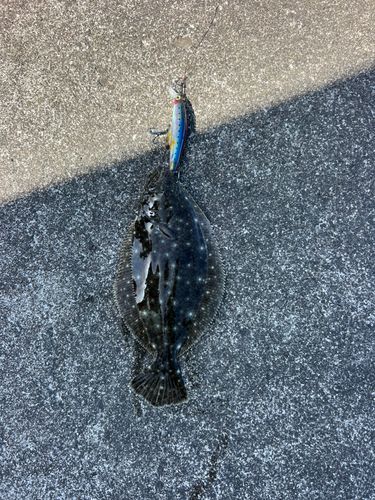 ソゲの釣果