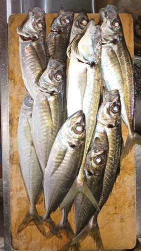 アジの釣果