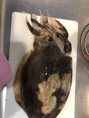 コウイカの釣果