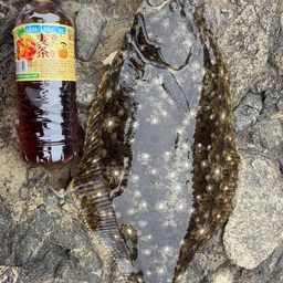 ヒラメ