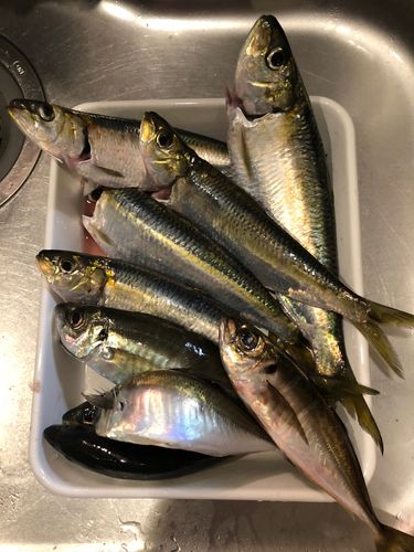 カタボシイワシの釣果