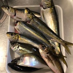 カタボシイワシ