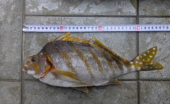 タカノハダイの釣果