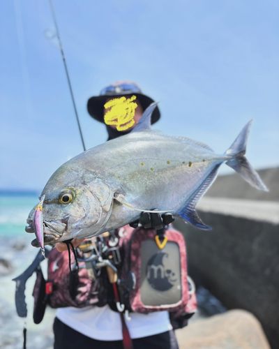 ナンヨウカイワリの釣果