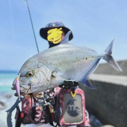 ナンヨウカイワリ