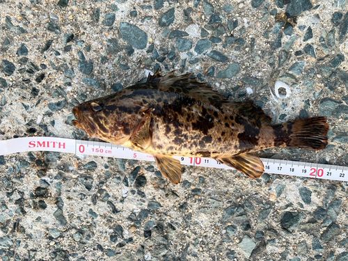 タケノコメバルの釣果