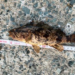 タケノコメバル