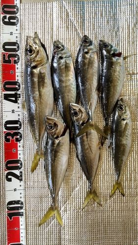 アジの釣果