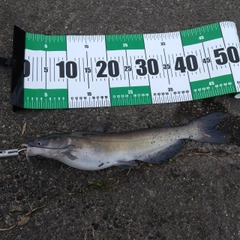 アメリカナマズの釣果
