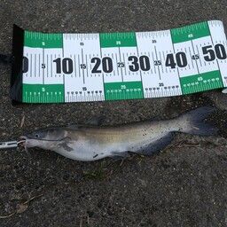 アメリカナマズ