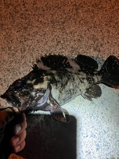 ムラソイの釣果