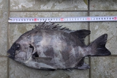 イシダイの釣果