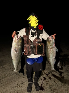 アオチビキの釣果