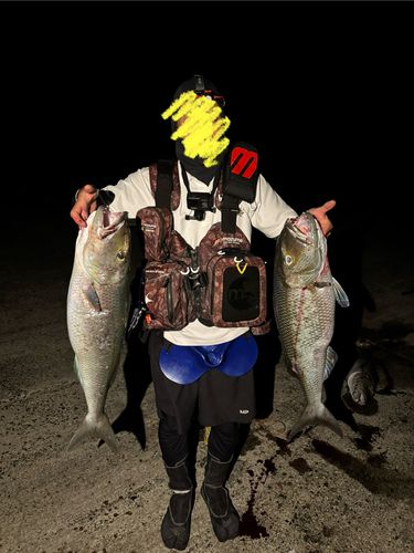 アオチビキの釣果