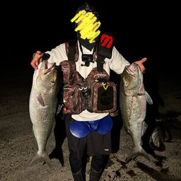 アオチビキ