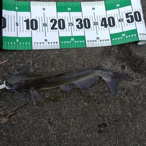 アメリカナマズの釣果