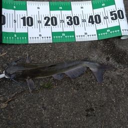 アメリカナマズ