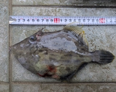 ウマヅラハギの釣果