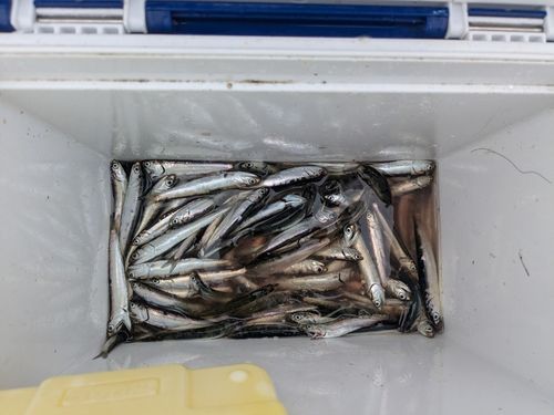 カタクチイワシの釣果