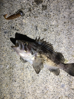 クロソイの釣果
