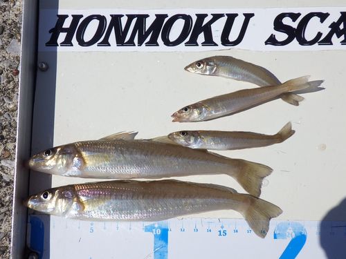 シロギスの釣果