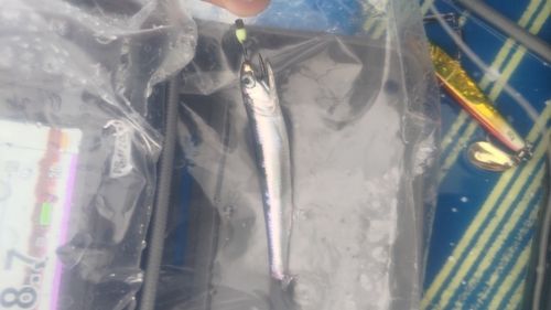 イワシの釣果
