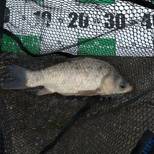 ヘラブナの釣果