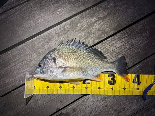 キチヌの釣果