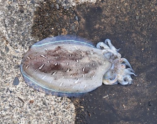 モンゴウイカの釣果