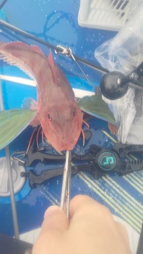 ホウボウの釣果